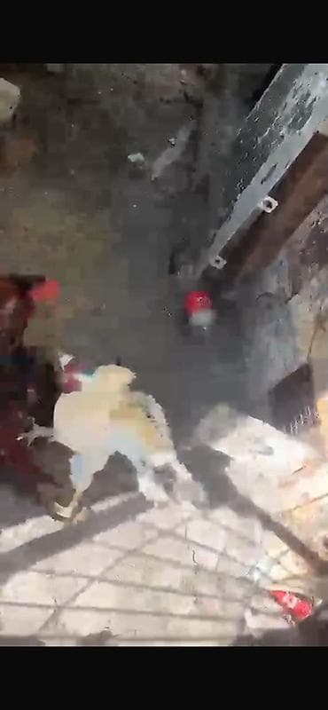 K/t heyvanları və malları: Barter edirem yerli toyuqlarla — 10
