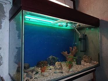 Dördbucaq akvarium, Boş, 297 l, Ünvandan götürmə