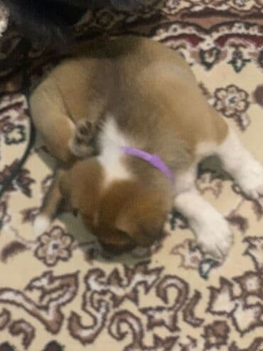 kanqal: Balaca kanqal balasıdı təmiz qandı 45 gunlukdu dermanları verılıb — 4