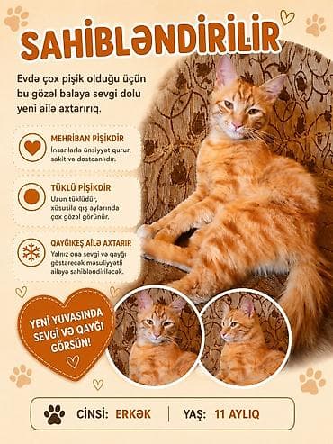 Кошки: Самец, Самовывоз — 1