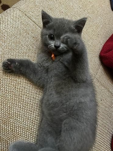 Digər heyvanlar: Britan, Yaxşı əllərə, Ünvandan götürmə — 3