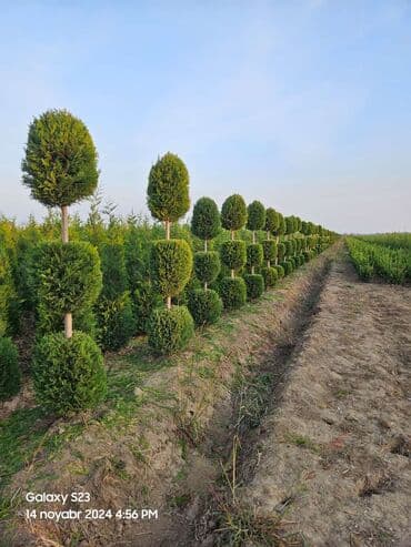 пластмассовый бак для воды купить: Her növ ağaclar ve dekarativ ağaclar çox ucuz ve qarantili gubresiz — 32