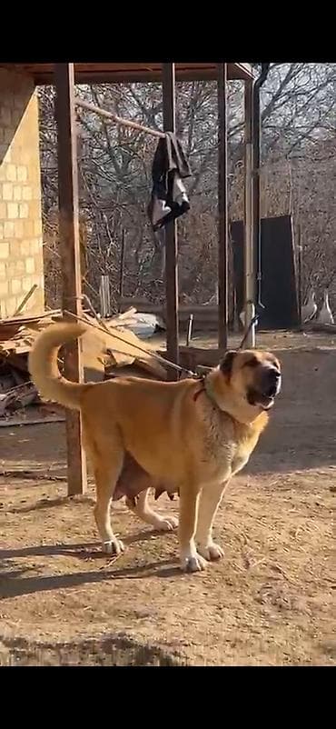 azerbaycan it adlari: Qurdbasar, 3 ay, Dişi, Peyvəndli, Ödənişli çatdırılma — 7