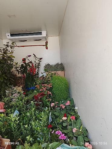 etirsah bitkisi: Hər növ Gül ağac Sifarişi Götürülür Əlaqə saxlayın 🤙😊050-898-75-40 — 8