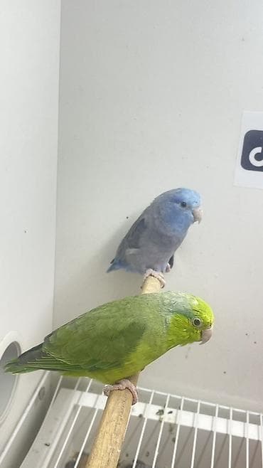 lalafo quşlar: Məhsul: Cüt cırtdan papuqay (Parrotlet) – yaşıl və mavi rəng — 1