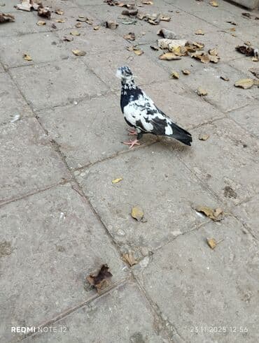 danışan tutuquşu satışı: Qiymət 1-ne aiddir.boz əbrəş erkek 16 tük,mor çəp erkək 18 tük.Əbrəş — 5