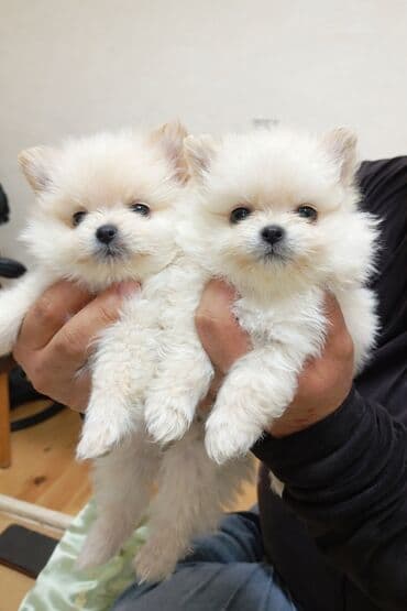 it adları: Şpitz, Peyvəndli — 5