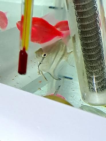 Quşlar: Mələk balığı (skalyari), Sülhsevər — 4