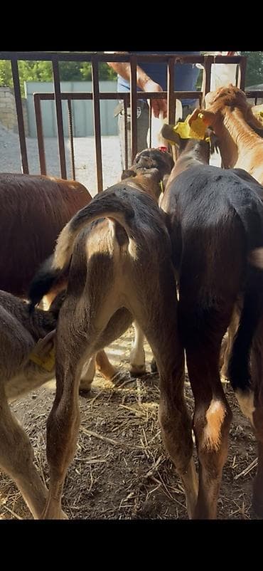 yerli qaz balası: Satlıq buzovlar. Qiymətlər 750 manatdan Başlayir Buzovlar Buzov — 3