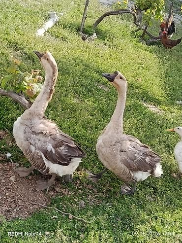 Digər quş: Erkək, Ətlik, Ünvandan götürmə — 5
