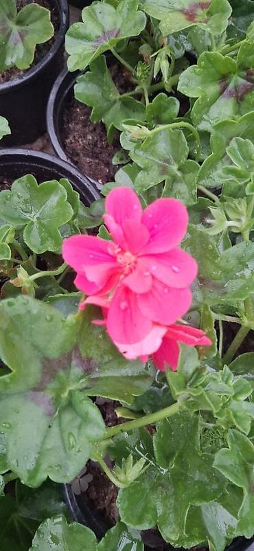 cicekler: Məhsul: Saksıda sardunya (Pelargonium) – müxtəlif rənglərdə [TƏK — 10