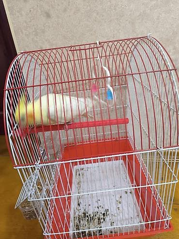 tutuquşu yemi: 1 ədəd Tutuquşu və Qəsəf ikisi bir yerdə satılır qiyməti 50 manat — 4