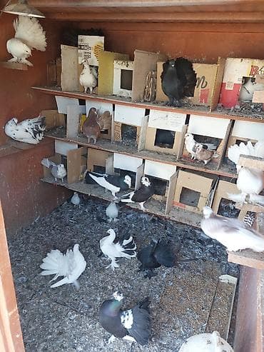 heyrati yumurtasi satilir: Münasib qiymətə Satişda Pavlinler hünkariler var 5 manatdan 15 manat — 1