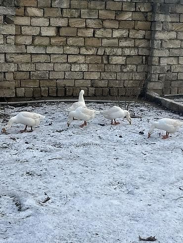 ev donuzu: Ağ qaz sürüsü - Fotoşəkillərdə göstərilən 5 ədəd ağ qaz - Uzunboylu — 2