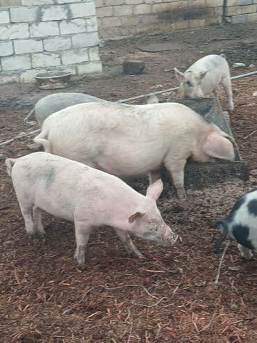 ov itlerinin satisi: Satılır: donuzlar (bir neçə baş)kəsilir əti verilir.cölləmə — 2