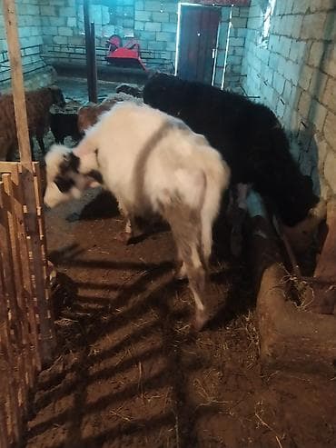 inek od dasi: Ala erkek dana təcili satılır öz qapının sağlam heyvanidir fikir ciddi — 2