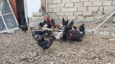 qəfəs satışı: Toyuq, Yumurtalıq — 1