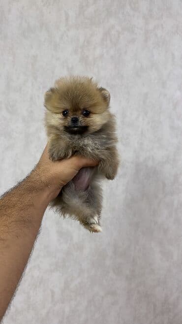 it yuvasi: Şpitz, 2 ay, Erkek — 4