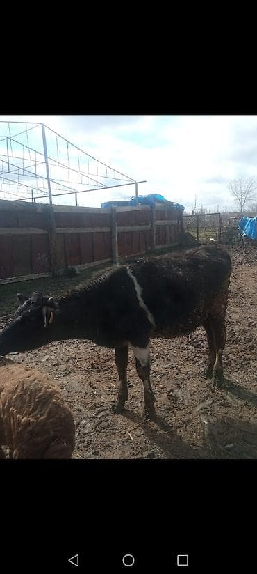 Satılır: qara-ağ rəngdə dana - Növlər: yerli qarışıq cins, qara fon