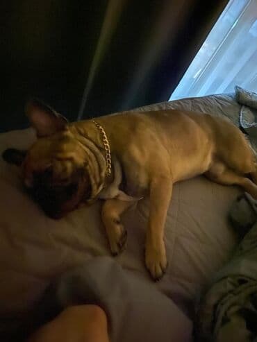 ucuz it: Fransız bulldoqu – qısa burunlu, kompakt və əzələli cins. Rəngi fawn — 2