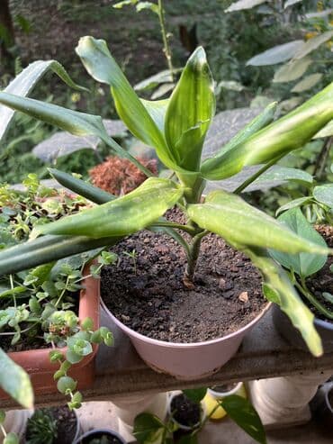 продажа комнатных растений: Her nov guler var endirimnen verecem Gencedi istiyen yazsin satiş — 5