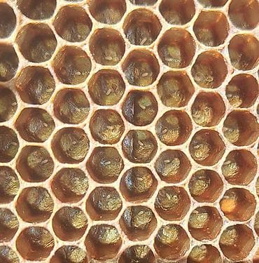 bal arısı satışı: Arı ailəsi satılır . ramkası 28 manat . cinsi Bakvas Karnika — 6