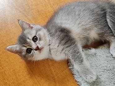 it ucun qurd dermani: Britan, Dişi, Yaxşı əllərə, Ünvandan götürmə — 7