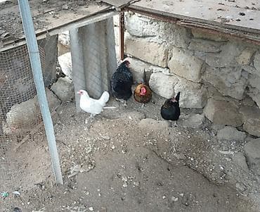 1 Toyuq yumurtlayan. 3 eded yaponka 1 xoruz 2 feresi. Yumurtlayandir