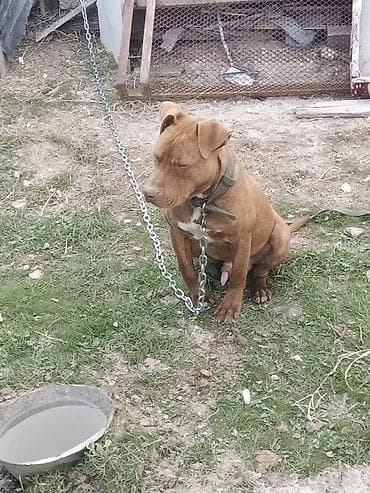 herəti: Pitbul, 8 ay, Erkek, Peyvəndli, Ünvandan götürmə — 3