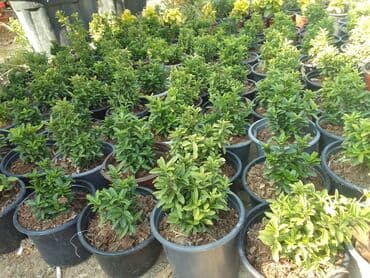 helba bitkisi faydaları: Həmişə yaşıl — 25