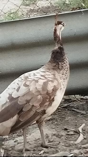 goyercin berde type 0: Məhsul: Tovuz quşu (dişi) Təsvir: - Növ: Pavo cristatus (hind — 2