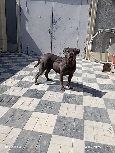 zvonok it: Kane-Korso, Dişi — 2