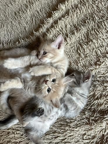 dəvə: 🐾 Sevimli balalar yeni evlərini axtarırlar 🐾 Sevgi dolu ailəsini — 1