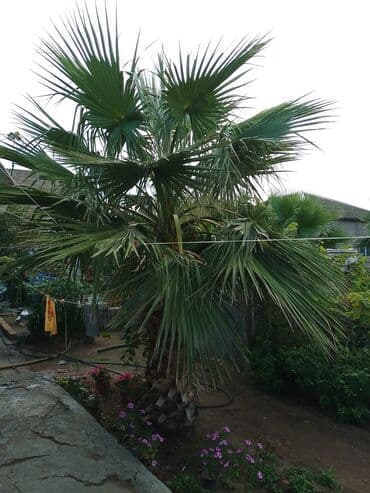 zoğal ağacı: Orta boylu, qısa və qalın gövdəli palma ağacı. Yaxşı inkişaf etmiş — 1