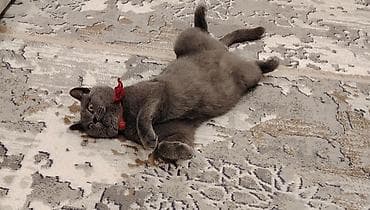 Britan, Yaxşı əllərə