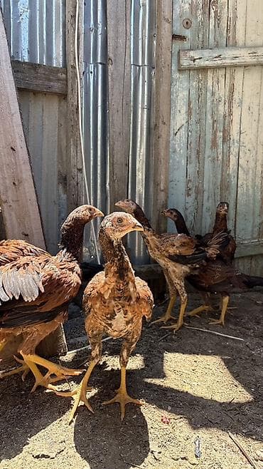 cuca: Heyratı cücələri 3 aylıqların tamam eləmiyiblər hələ yaxşı heyvanların — 7