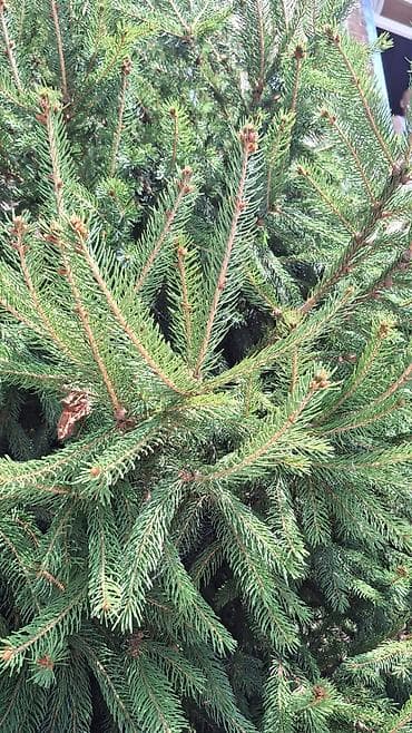 polad ağacı: Həmişəyaşıl bəzək iynəyarpaqlılar – bağ və həyətyanı sahə üçün - — 7