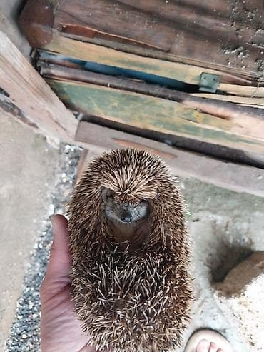 yumurta latoku: Kirpi – bağ üçün zərərvericilərə qarşı təbii “mühafizəçi” - Gecə — 3