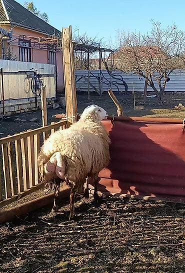 Atlar: Cavan heyvandı 1.yas 6 aylıqdi Qoçluq Toğludu heyvan surendi — 1