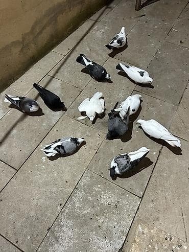 ətlik dovşan: 11 dene quwdi 7 si dekarativ 4 u sadedi Xirdalandadi tek tek ayri — 3
