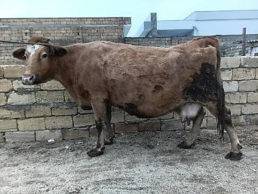 Keçilər, çəpişlər: Südlük inək. Hazırda satılır. Qiymət razılaşma ilə — 1