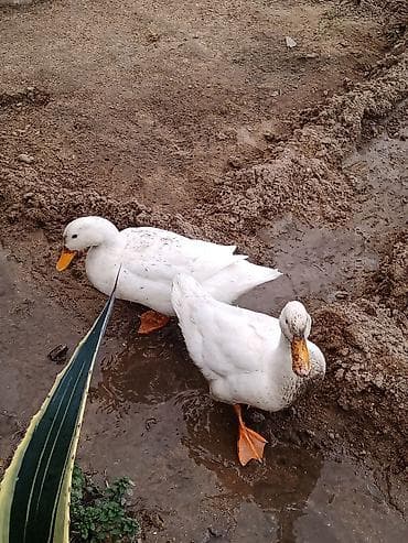 Pekin ördək 2 ədəd cütlük 6-8 aylıq -yumurta verir - Rəng: tam ağ