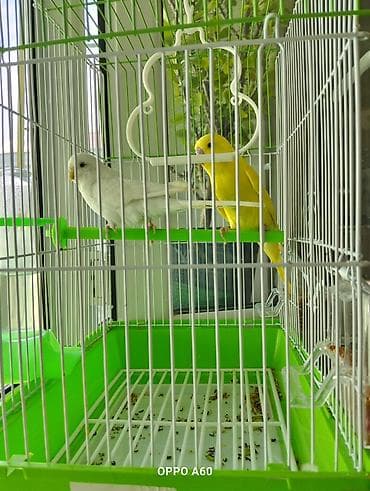 Akvariumlar: Baza ilə birgə dalğalı tutuquşu dəsti - 2 ədəd dalğalı tutuquşu (bir — 8