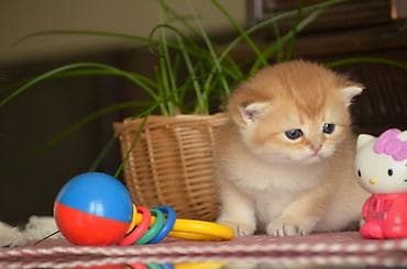 Akvariumlar: Открыта бронь на британских котят золотого окраса. Котята — 3