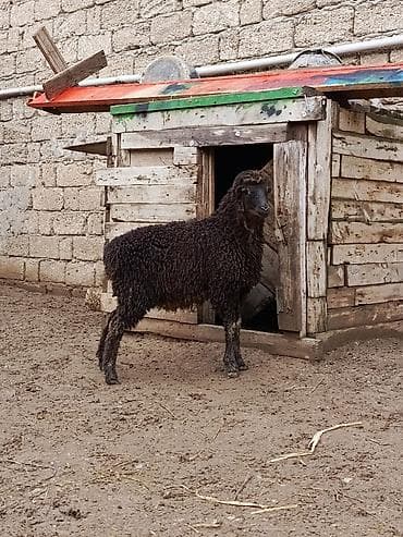 kreditle mal qara: Erkey quzu — 1