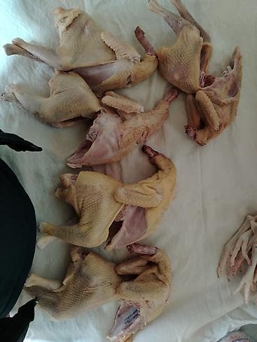 Kənd toyuğu Toyuq Bütöv