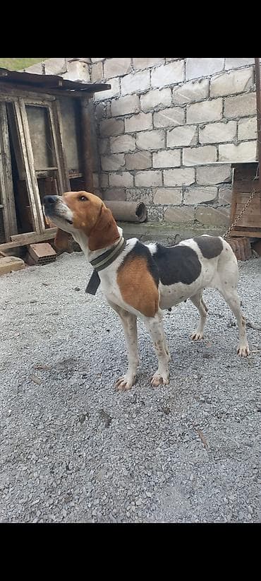 doyuş itləri: Ov tulası satılır. dovşana və cüyürə super öyrənib. kamandalar bilir — 2