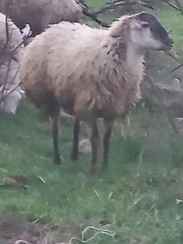 qoyun sortlari: Salam qoyunlar satılır 8dənə heyvandı cavan heyvanlardı tam sağlam — 4