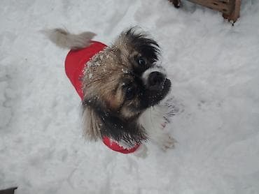 Quşlar: Pekines, 2 il, Dişi — 3