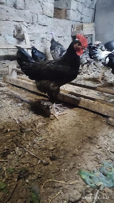 heyratı o şamo: Alti ayliq saglam xoruzdar diri çekileri iki klo yarim — 3
